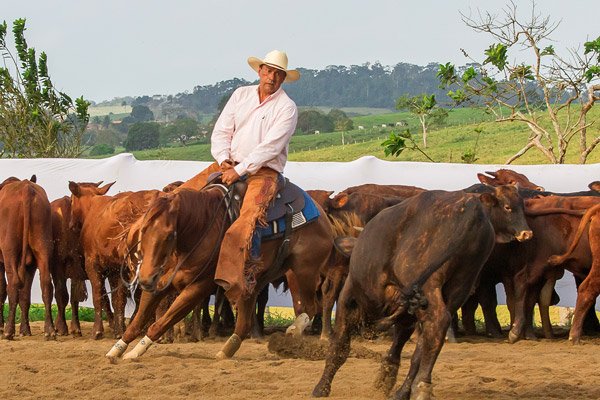 Campeonato Baiano 2019/2020 - Campeão Master