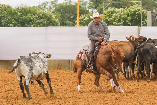 Hy Laredo - Co Reservado Campeão Baiano 2017/2018 - Categoria Aberta Livre