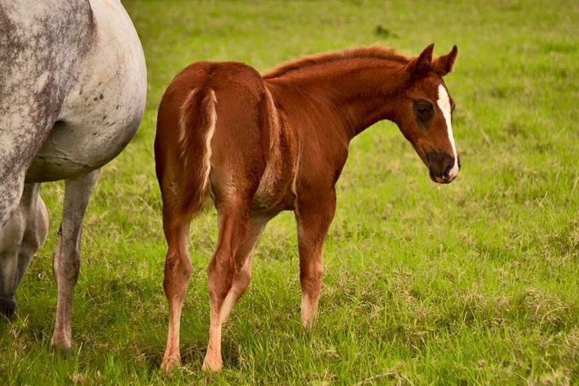 Fazenda Campanário ganha Prêmio de Melhor Rebanho Internacional da AQHA