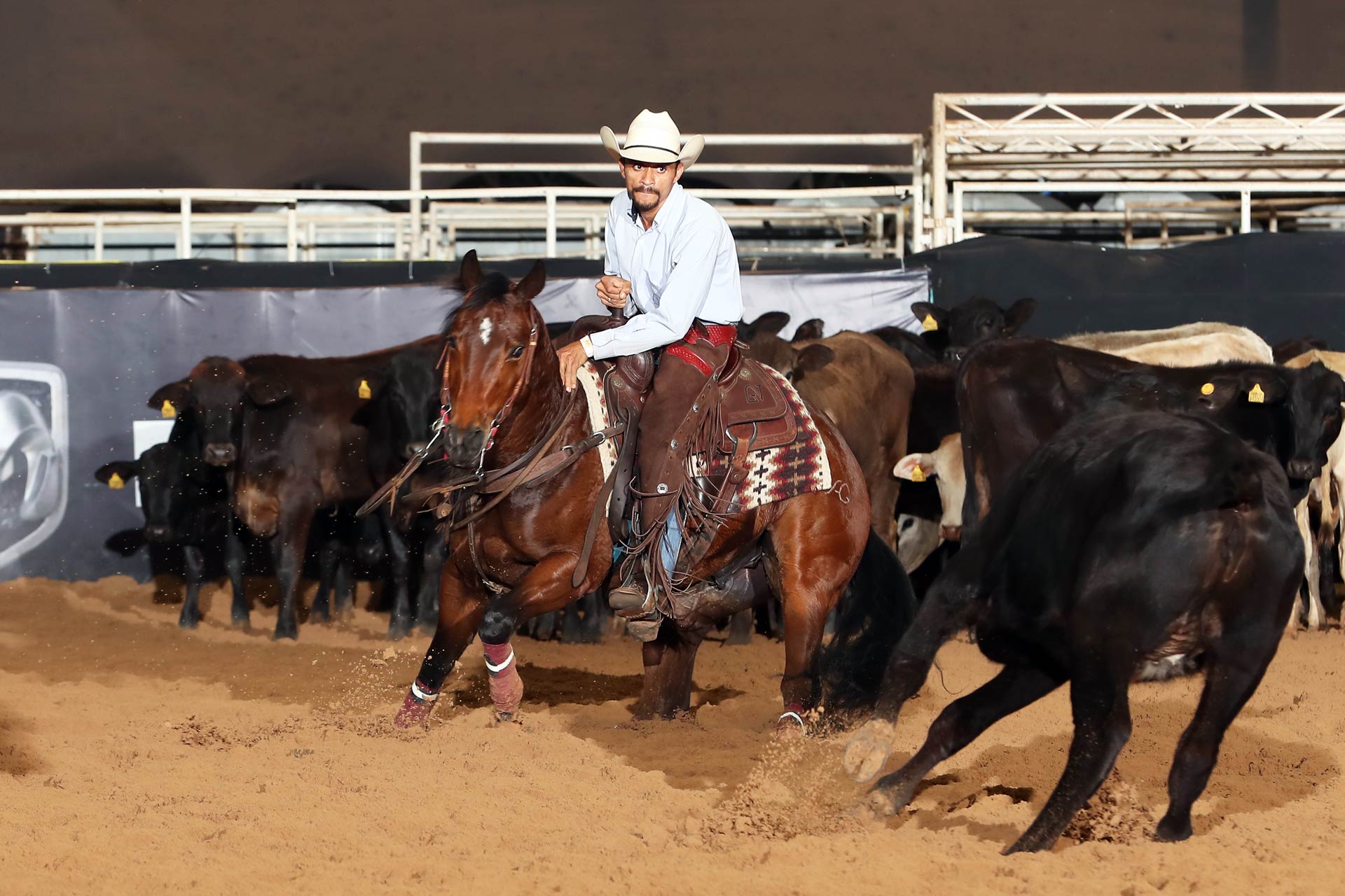 Campeão Profissional Light até 50 pontos - Castrado