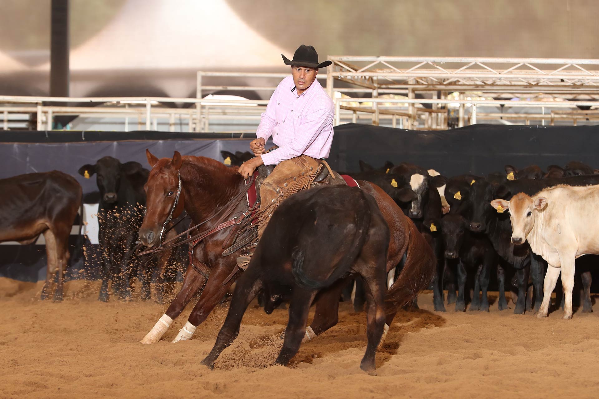 Campeão Pré Futurity Aberta Livre Castrado