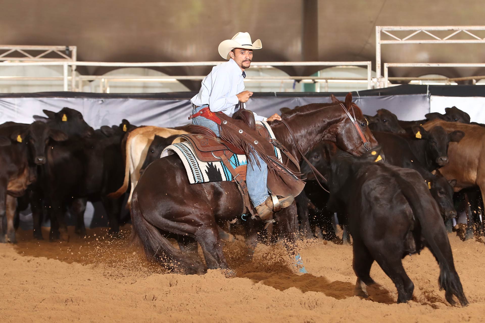 Campeão Pré Futurity Aberta Livre