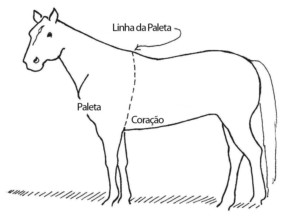Imagem de cavalo mostrando a linha da paleta